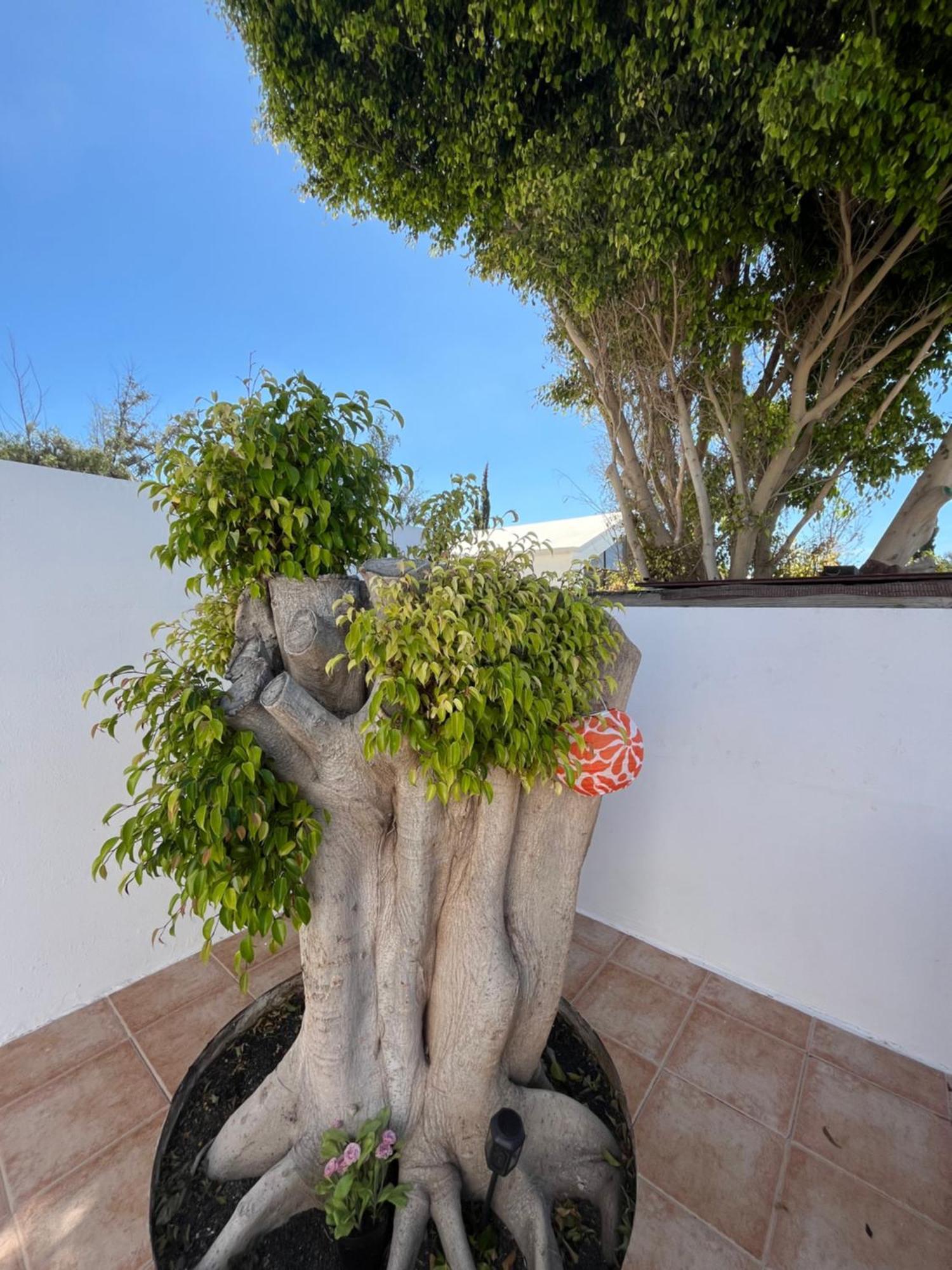 Casa Tina Apartment Costa Teguise Ngoại thất bức ảnh
